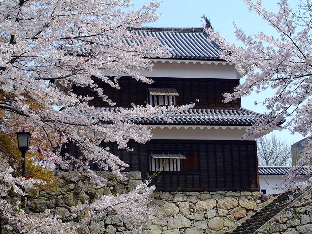 桜に囲まれた上田城の櫓